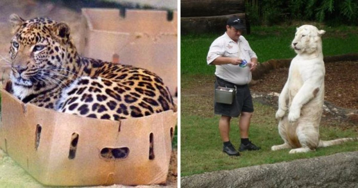 16 Times When Big Cats Behaved Exactly Like Little Cats