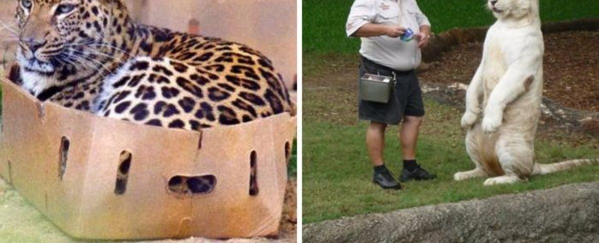 16 Times When Big Cats Behaved Exactly Like Little Cats