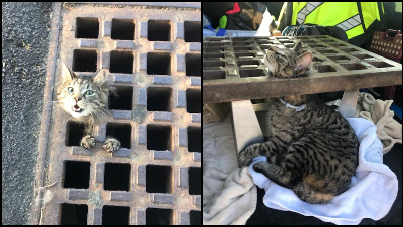 Cat gets head stuck in Swansea sewer grate