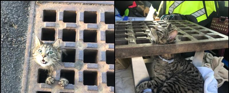 Cat gets head stuck in Swansea sewer grate