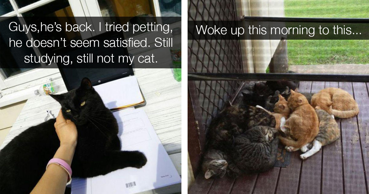 People Share Photos Of Confused Cats Who Show Up In Homes They Don't Live In