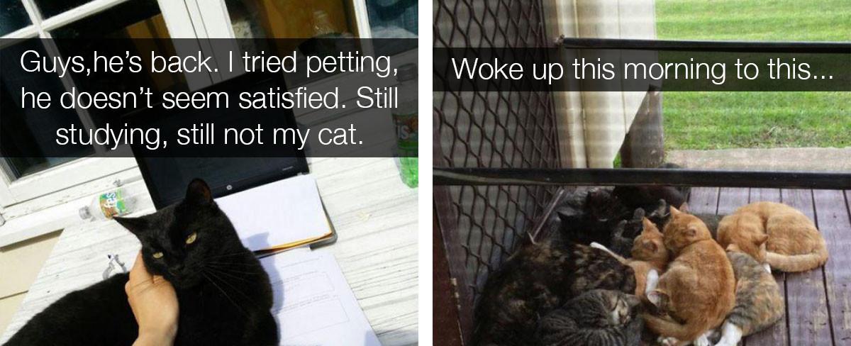 People Share Photos Of Confused Cats Who Show Up In Homes They Don't Live In