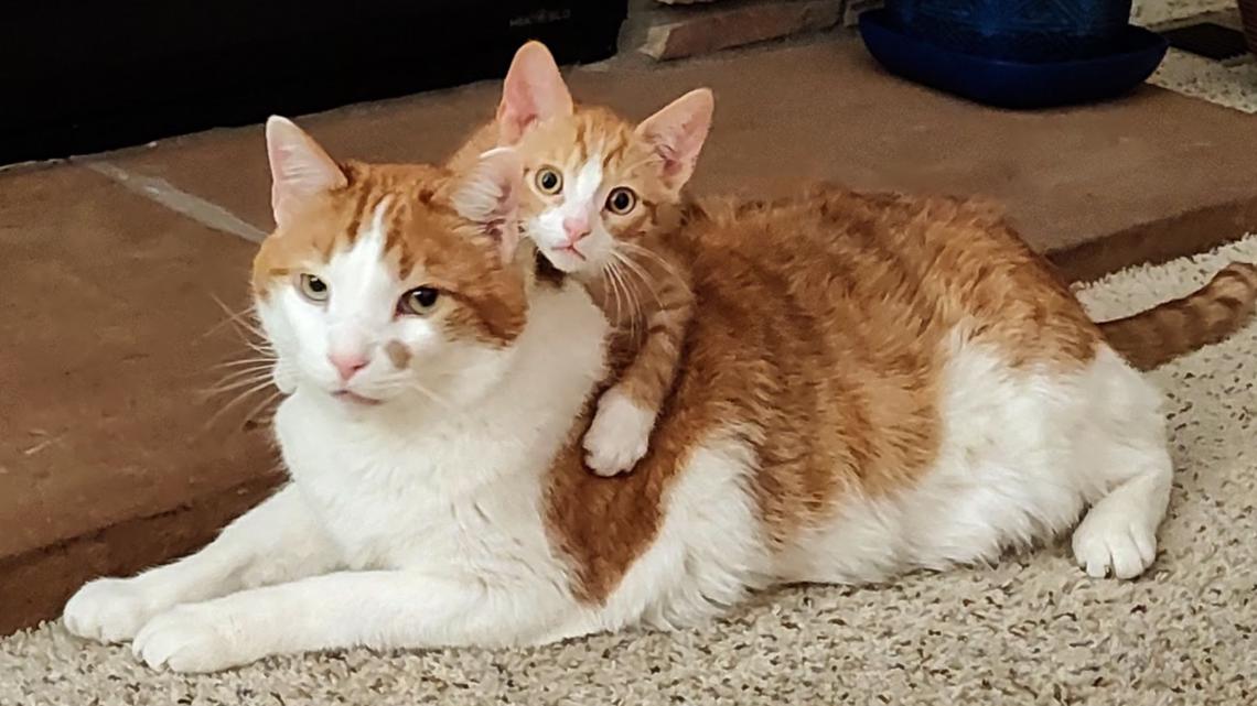 National Pet Day 2023: Colorado shares its dog photos on 9NEWS