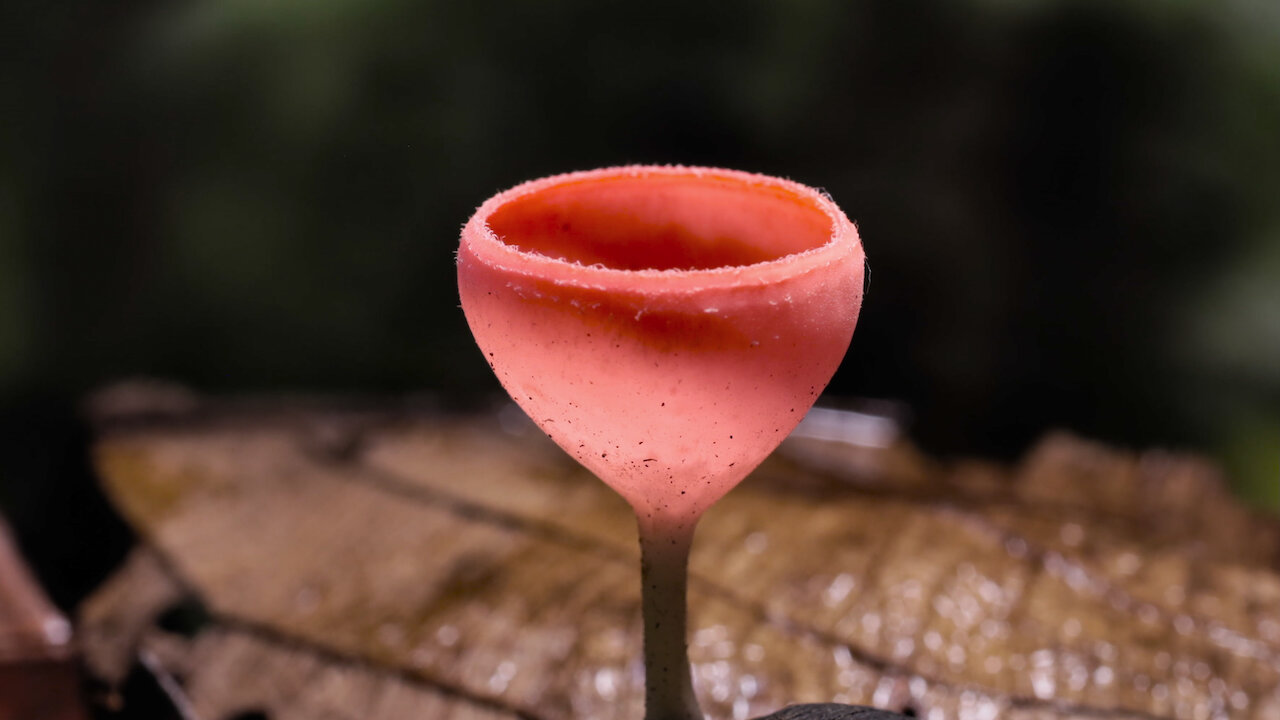 Watch Fantastic Fungi | Netflix