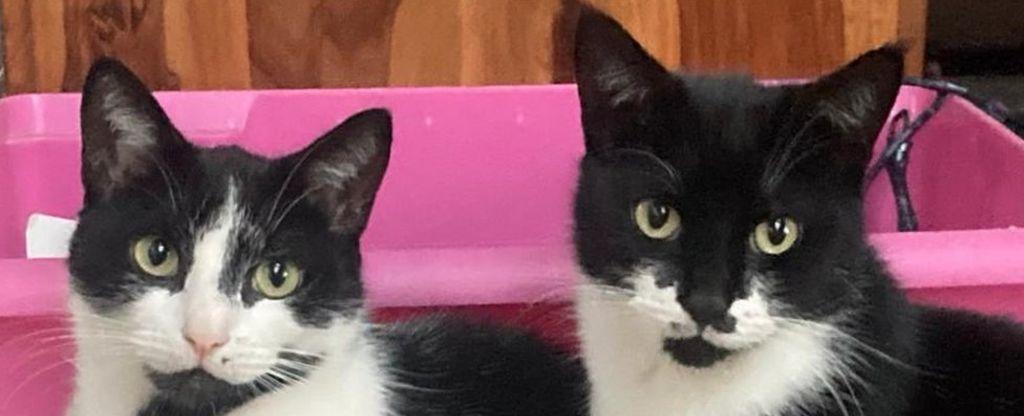 Cat steals hundreds of pounds of items from neighbours