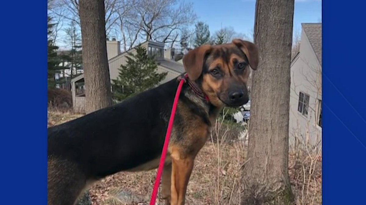 Pet of the Week: Meet Amber