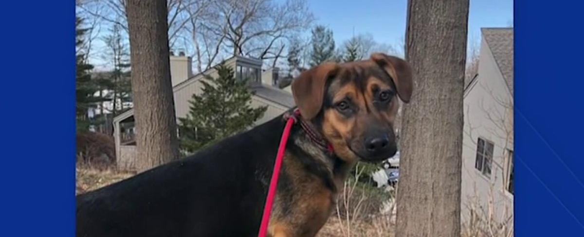 Pet of the Week: Meet Amber