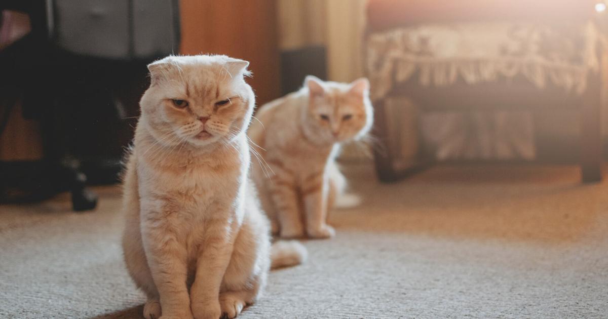 3 Nebraska cats have died from bird flu