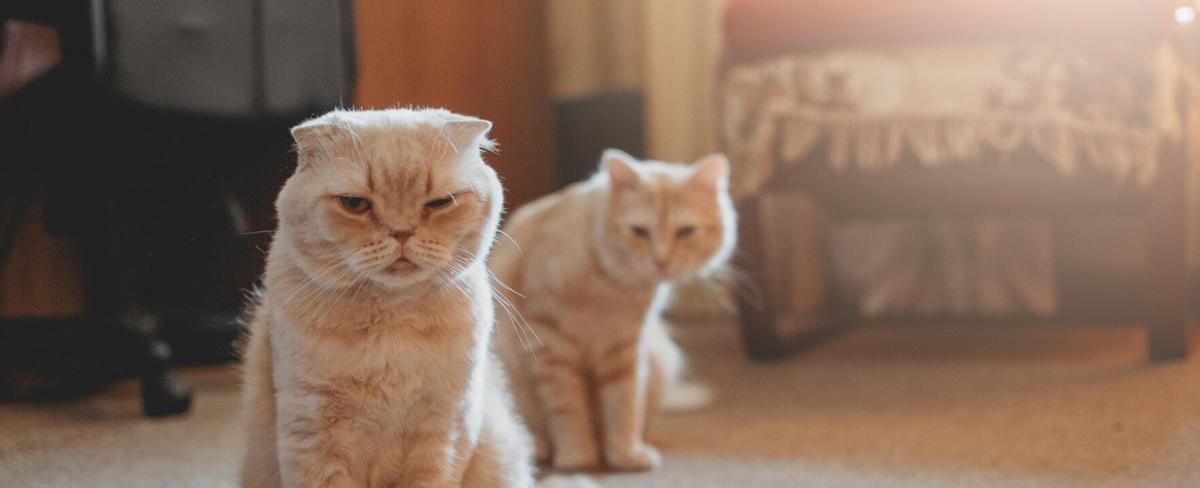 3 Nebraska cats have died from bird flu