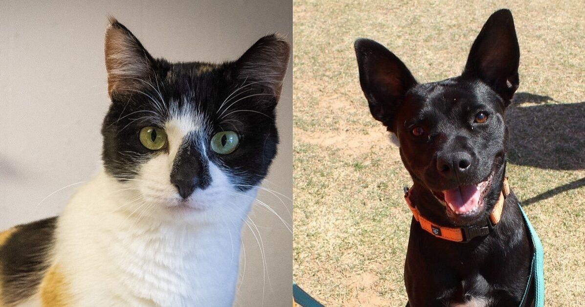 Pawsitively adorable: Meet 32 adoptable dogs and cats looking for love in the Tulsa area