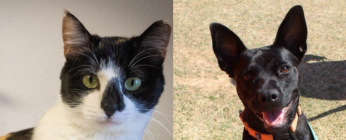 Pawsitively adorable: Meet 32 adoptable dogs and cats looking for love in the Tulsa area