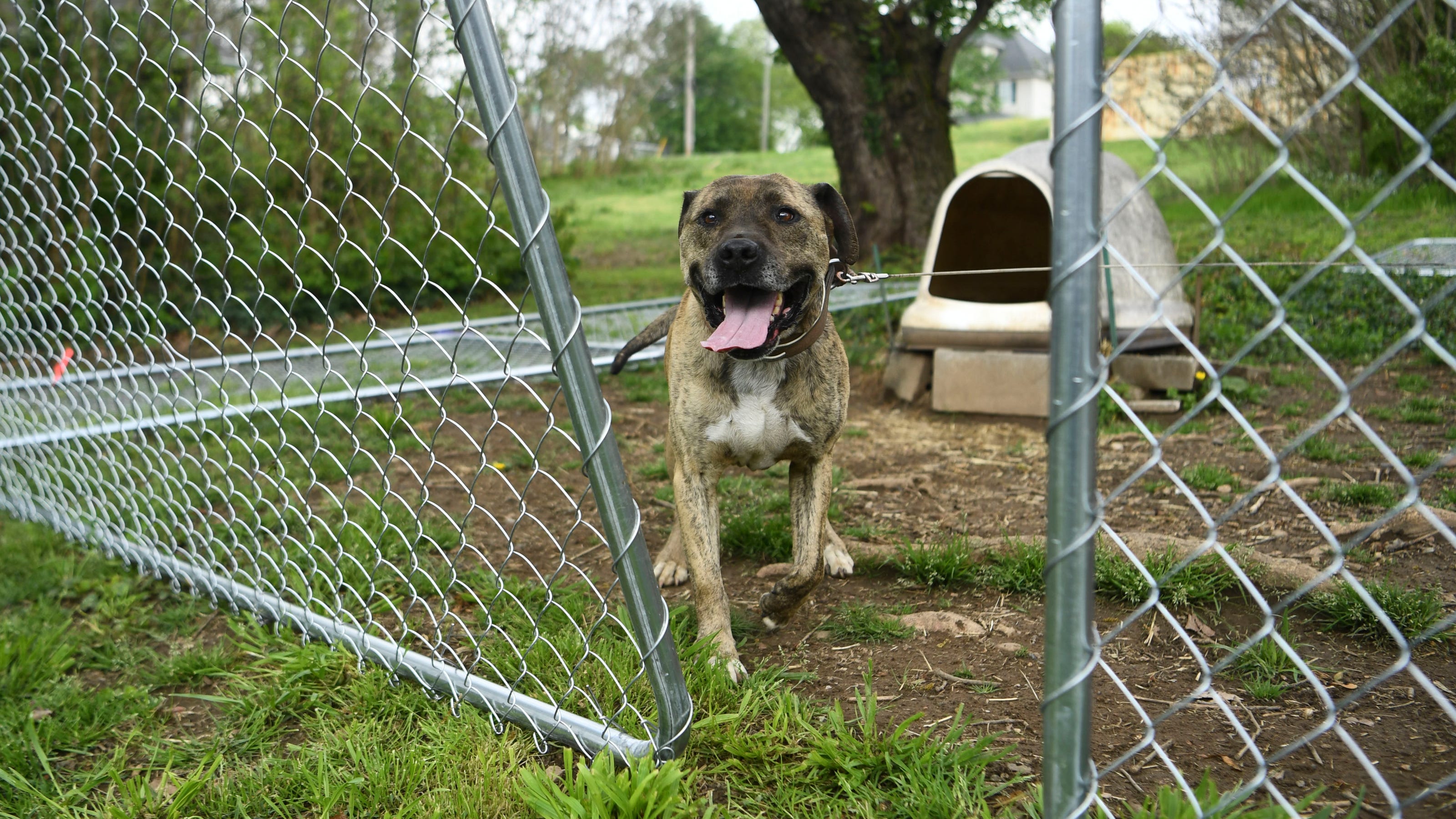 ChainFree Knoxville works to free chained dogs by building fences