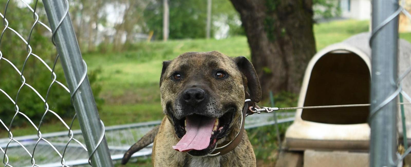 ChainFree Knoxville works to free chained dogs by building fences