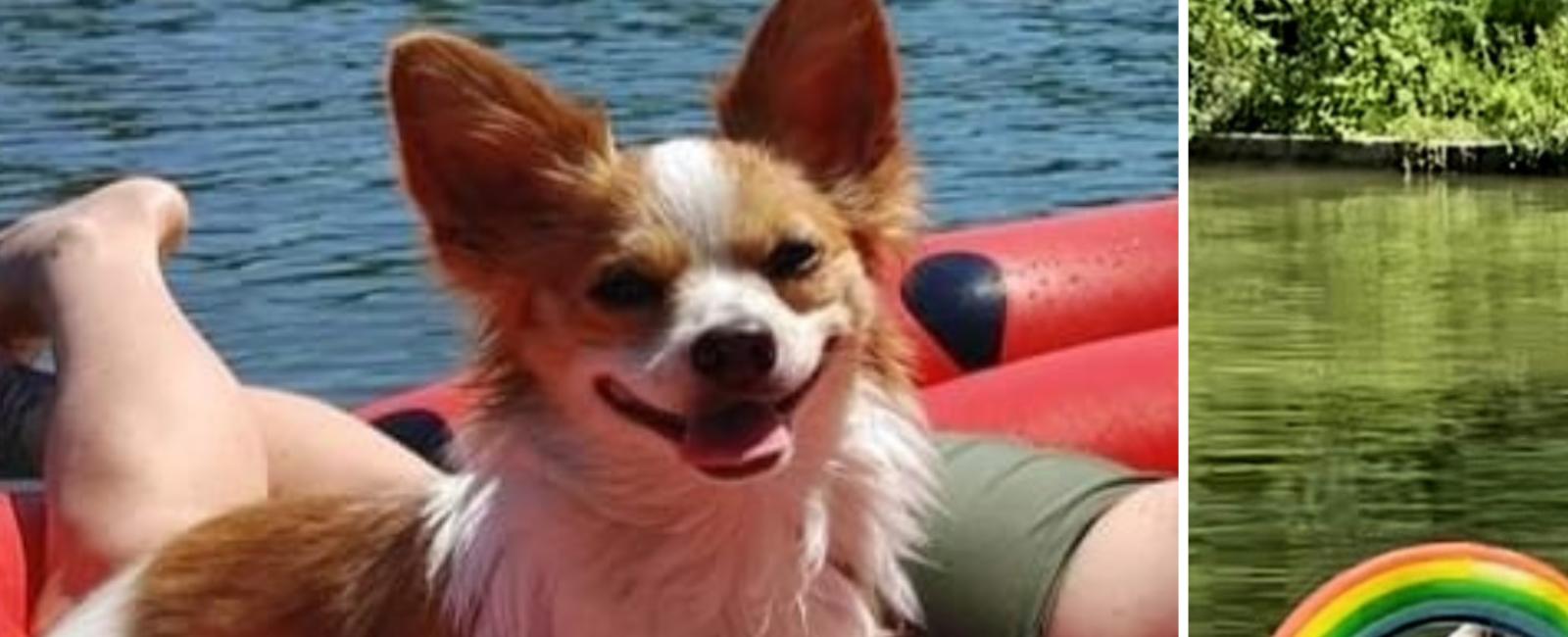 Papito the Papillon dog who loves floating on the lake wins pet of the week