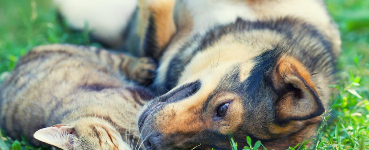 Tucson named America's best city for pet owners by Forbes