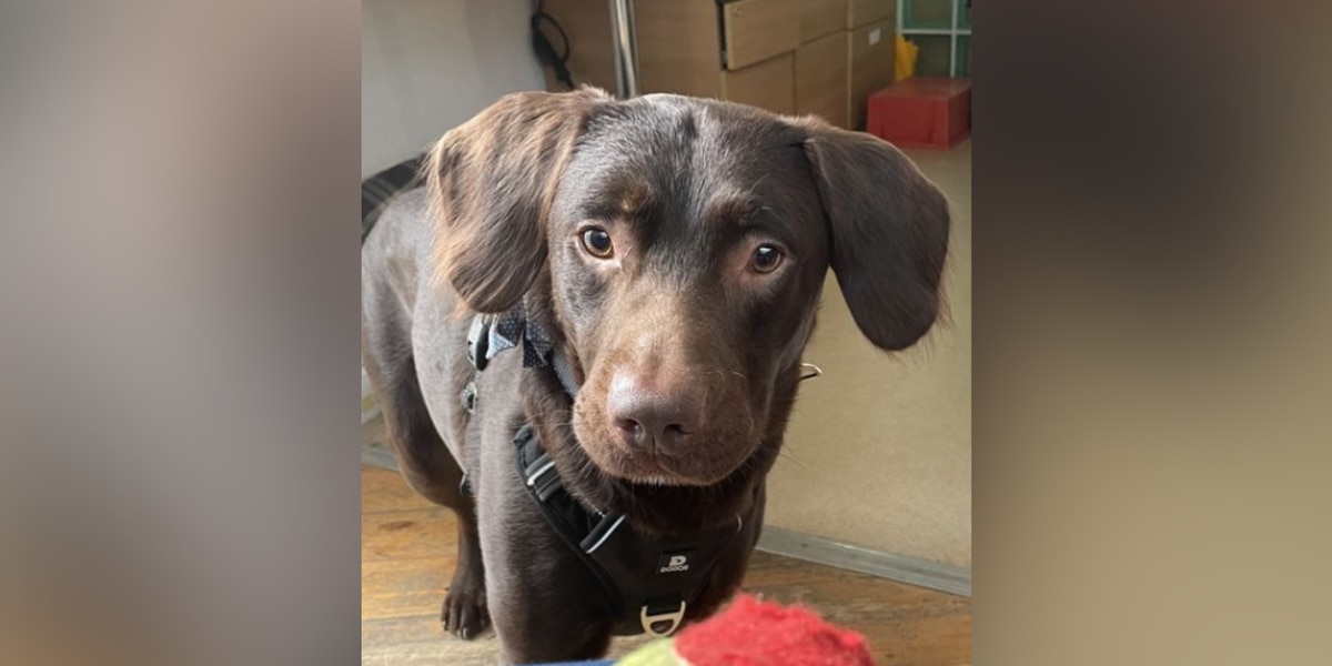 Dog suffering from alcohol withdrawal recovering at animal shelter