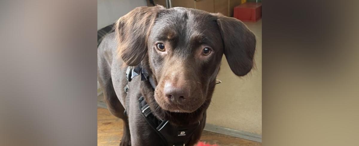 Dog suffering from alcohol withdrawal recovering at animal shelter