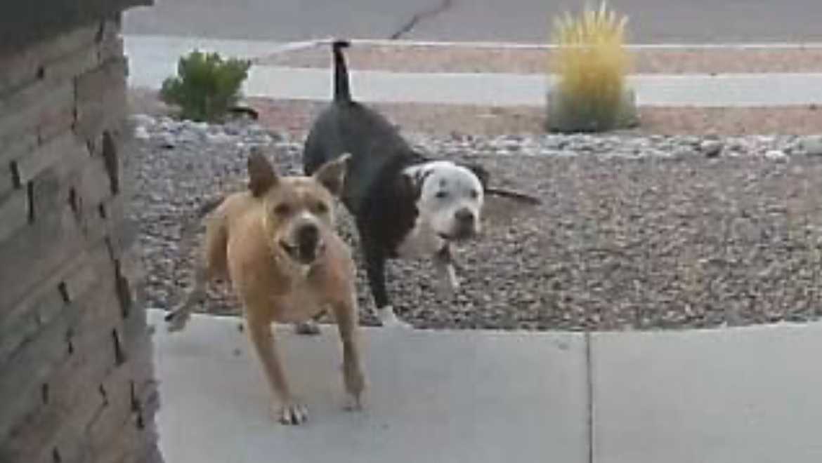 Aggressive dogs terrorize northwest Albuquerque neighborhood