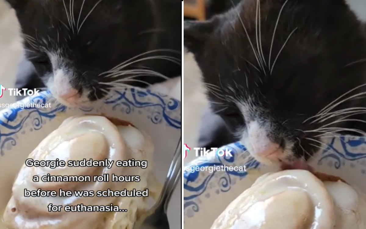 'Remarkable' Way Cat Saved Himself From Death Just Hours Before Euthanasia