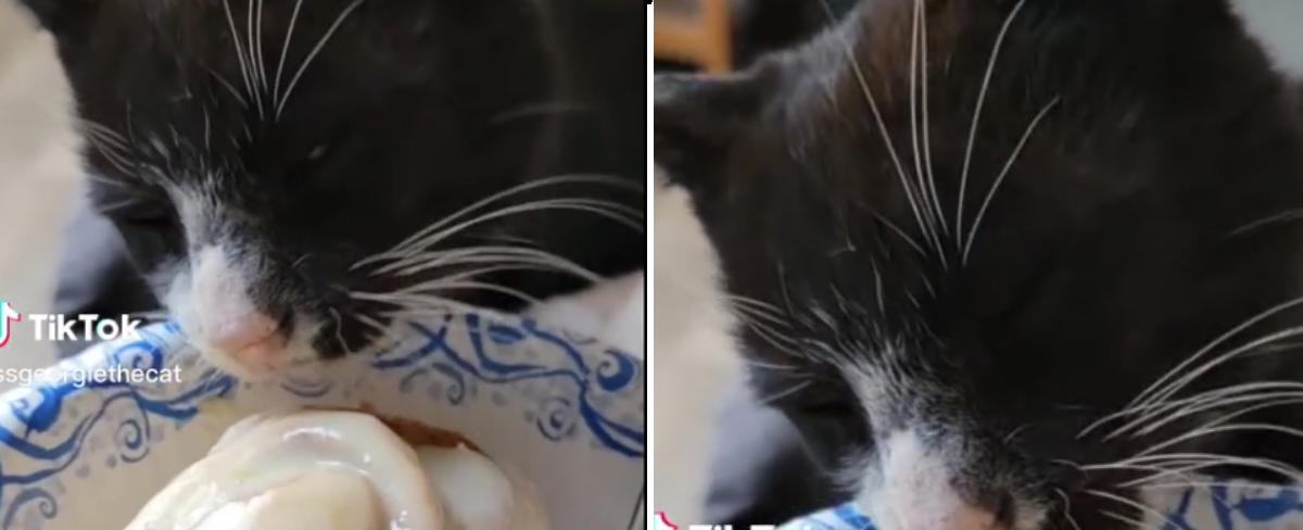 'Remarkable' Way Cat Saved Himself From Death Just Hours Before Euthanasia