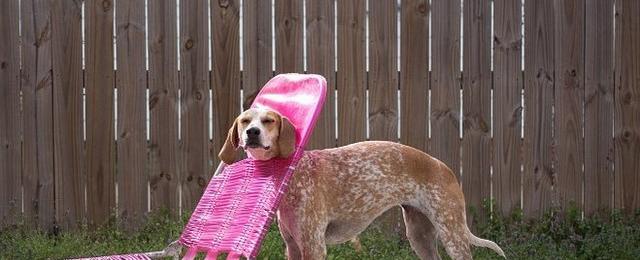20 Pets Getting Stuck In All The Things | Cuteness