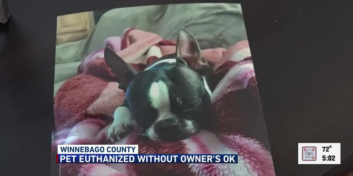 Woman devastated after lost dog euthanized without her knowledge