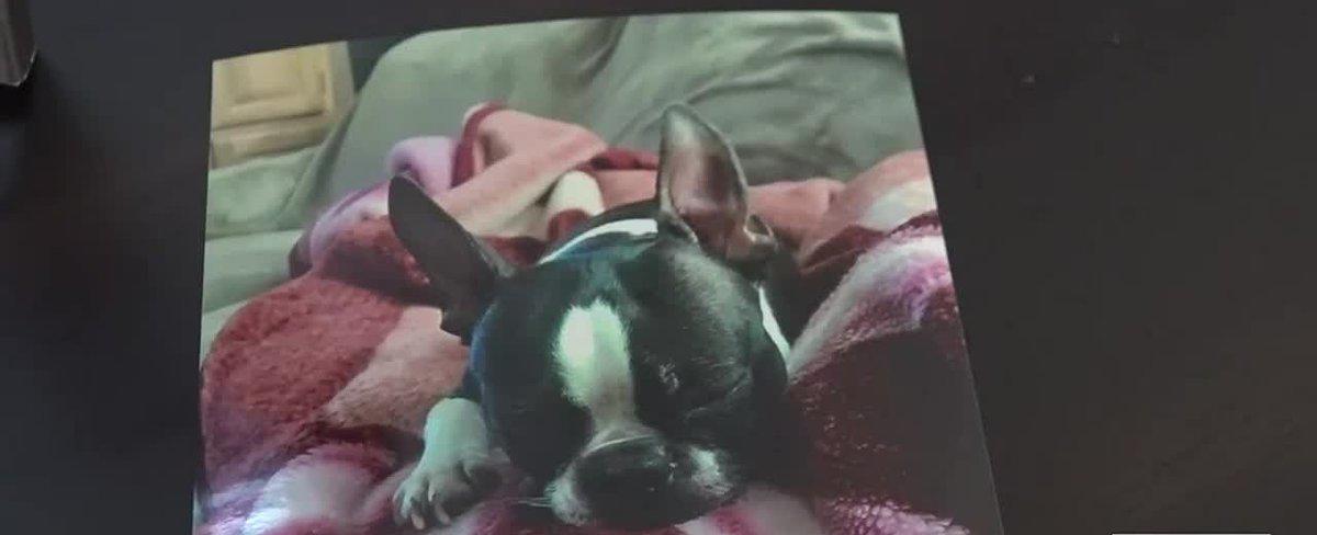 Woman devastated after lost dog euthanized without her knowledge