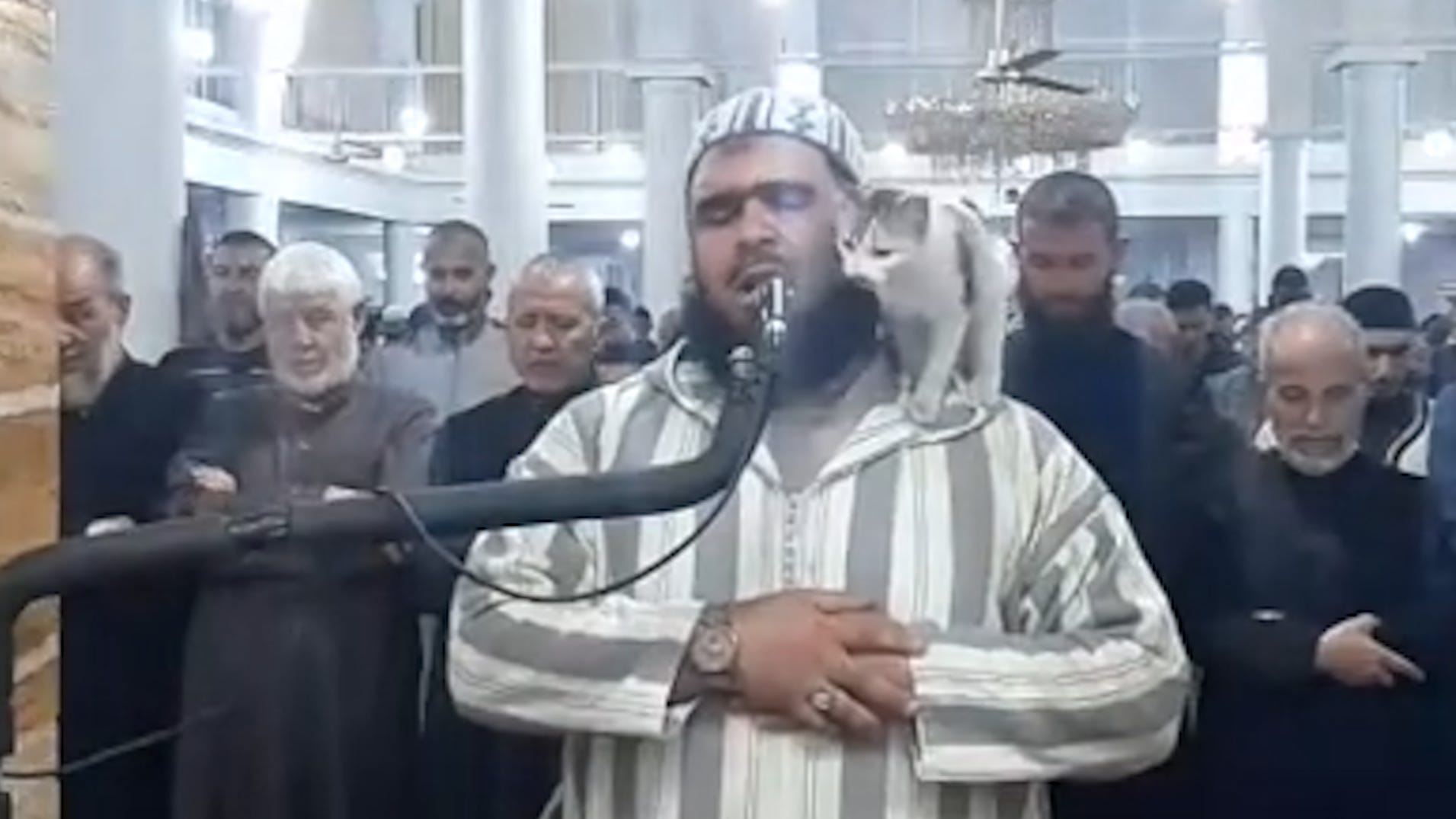 Cat jumps on imam during live broadcast of Ramadan prayer