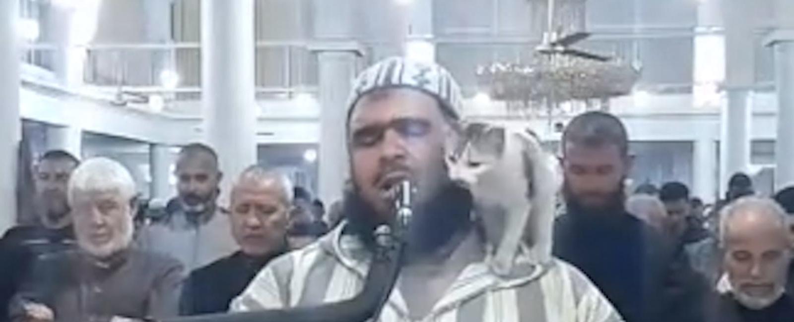 Cat jumps on imam during live broadcast of Ramadan prayer