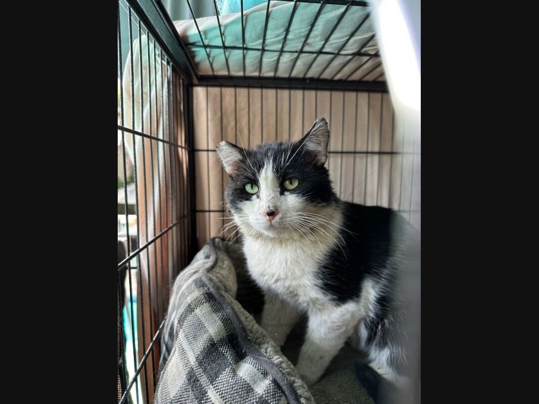 Hollywood: Cats, Dogs, Pets Up For Adoption At Area Shelters