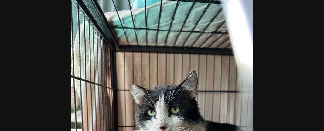 Hollywood: Cats, Dogs, Pets Up For Adoption At Area Shelters
