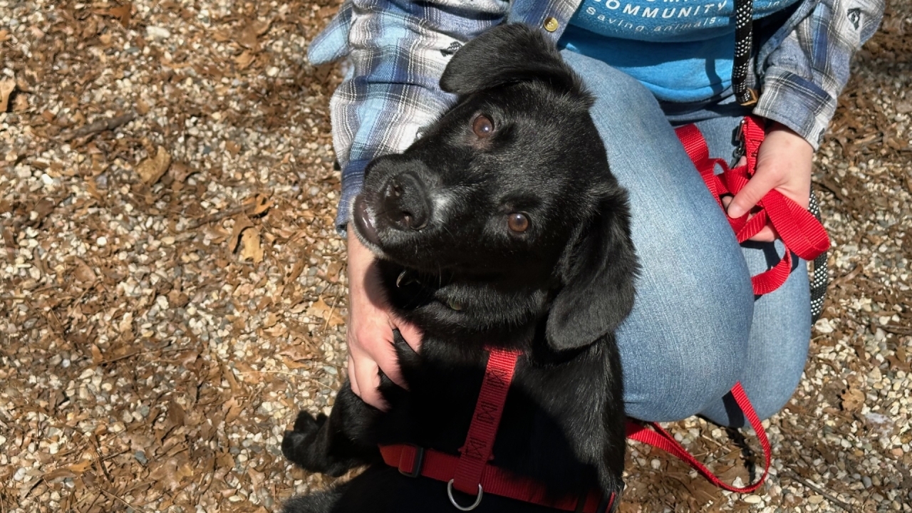 Interest high in adopting dogs seized from Norton Shores home