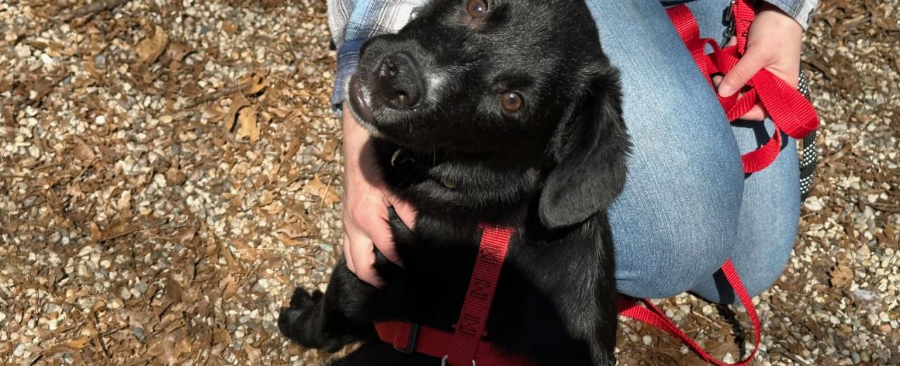 Interest high in adopting dogs seized from Norton Shores home