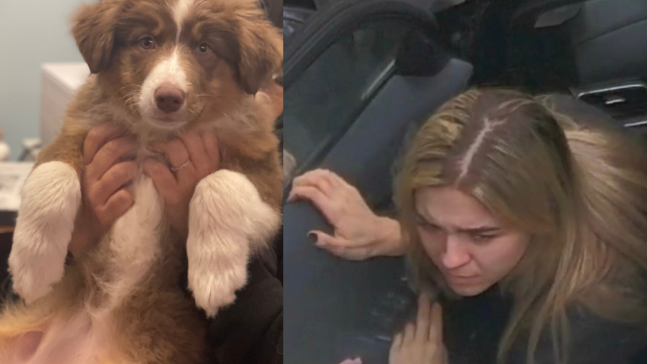 Woman who abandoned puppy in Mass. faces animal cruelty charge