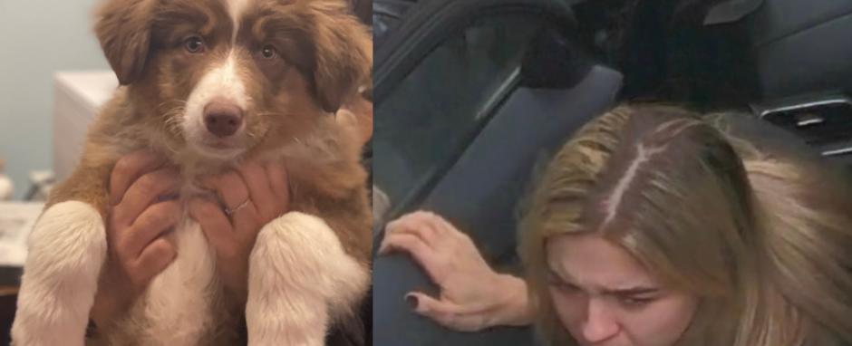 Woman who abandoned puppy in Mass. faces animal cruelty charge