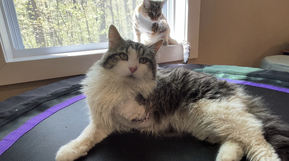 4 three-legged cats are in need of a 'fur-ever' home