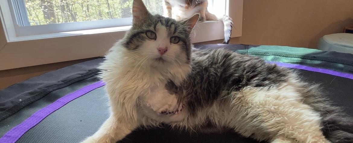 4 three-legged cats are in need of a 'fur-ever' home