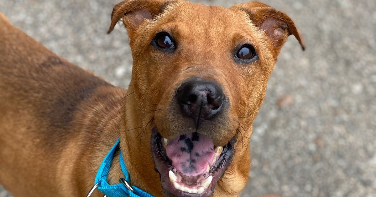 Thurs 20th April: Small dogs coming!