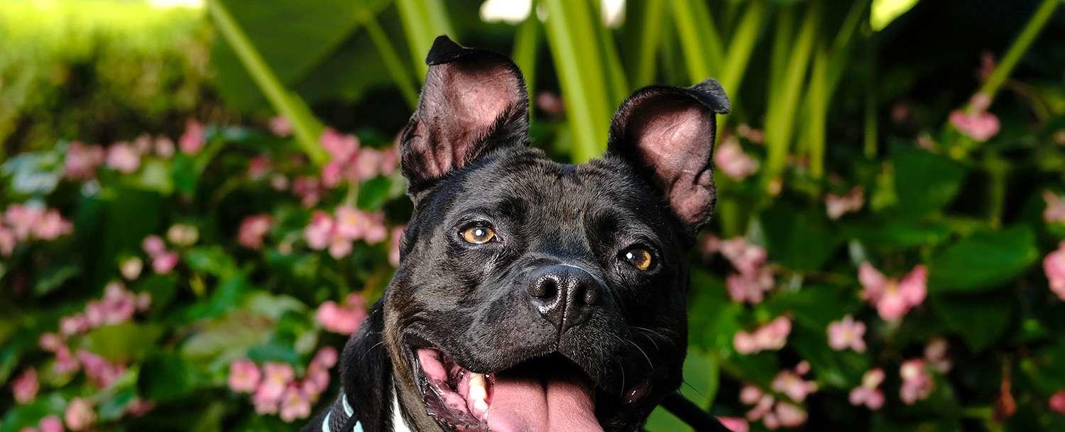 Rescue Throws Adoption Party for Dog At Shelter for over 1,000 Days