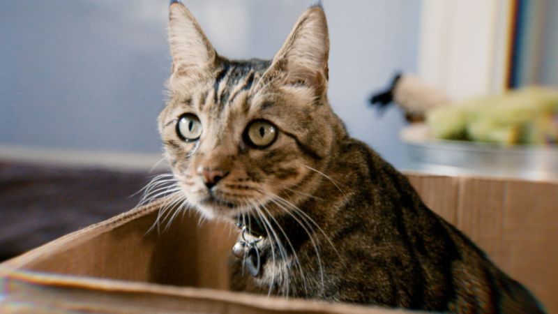 Video: Why do cats like boxes? And why dogs don't | CNN