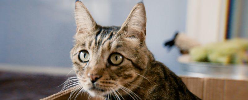 Video: Why do cats like boxes? And why dogs don't | CNN