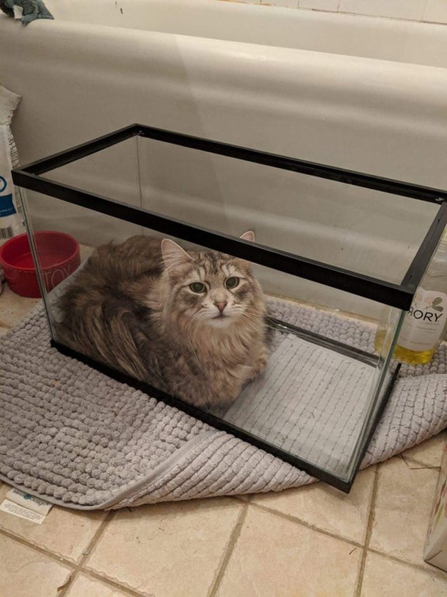 21 Cats Who've Fallen Into Cunning Cat Traps | Cuteness