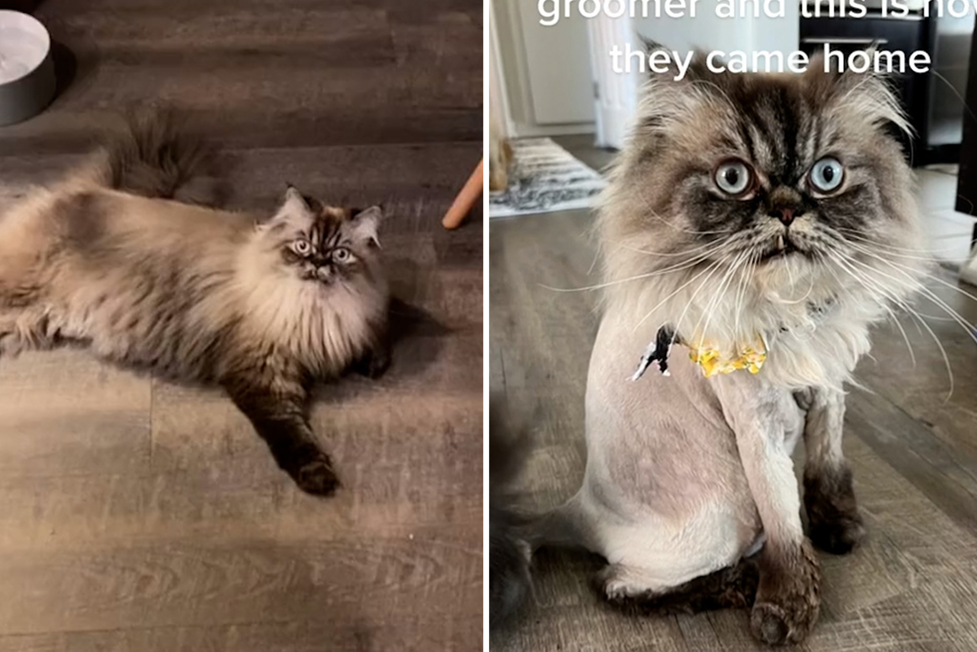 Fluffy Cats Unrecognizable After Groomer's Hilariously Epic 'Fail'