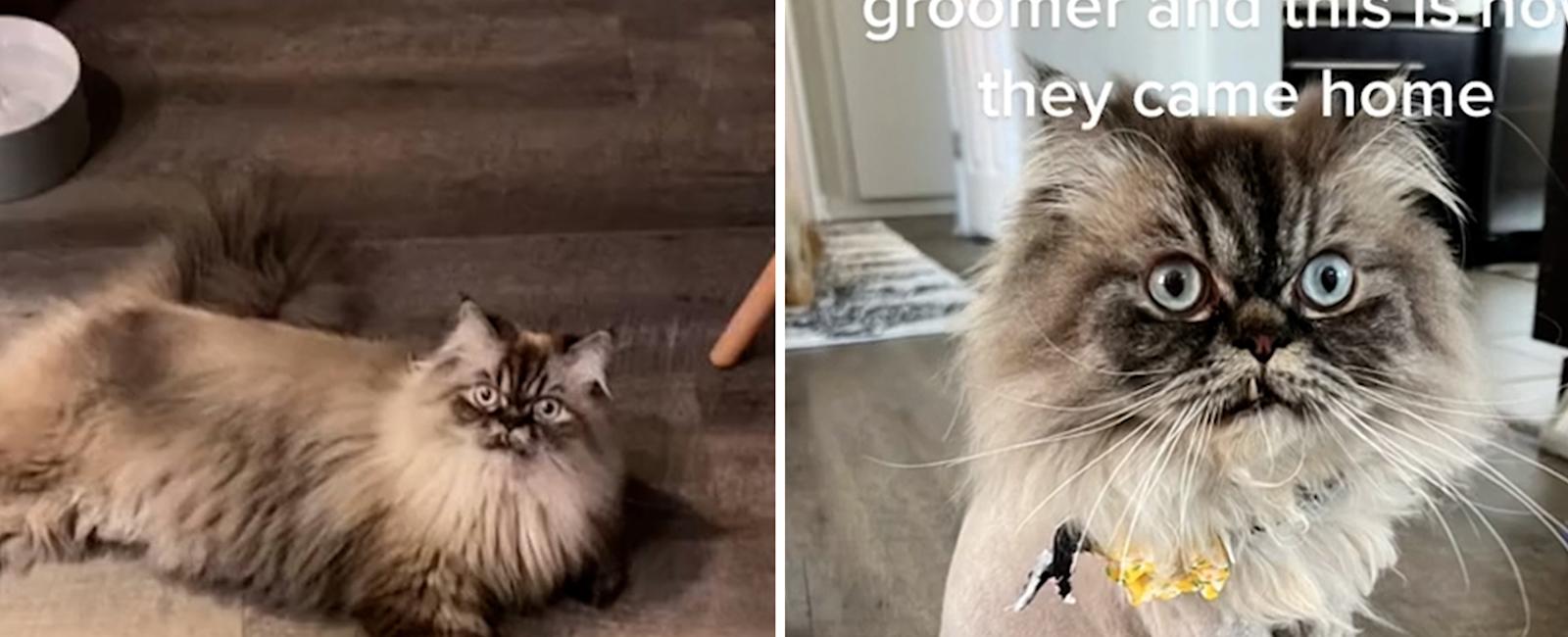 Fluffy Cats Unrecognizable After Groomer's Hilariously Epic 'Fail'