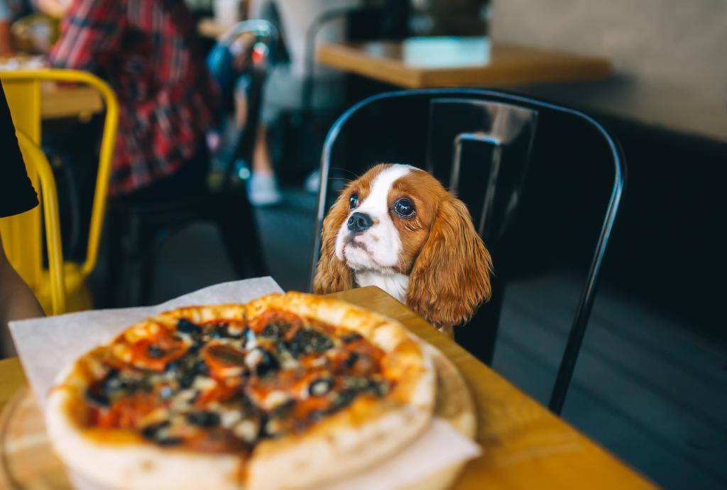 Dogs land FDA ruling on joining owners outdoors at restaurants