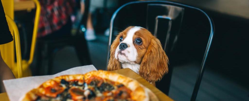 Dogs land FDA ruling on joining owners outdoors at restaurants