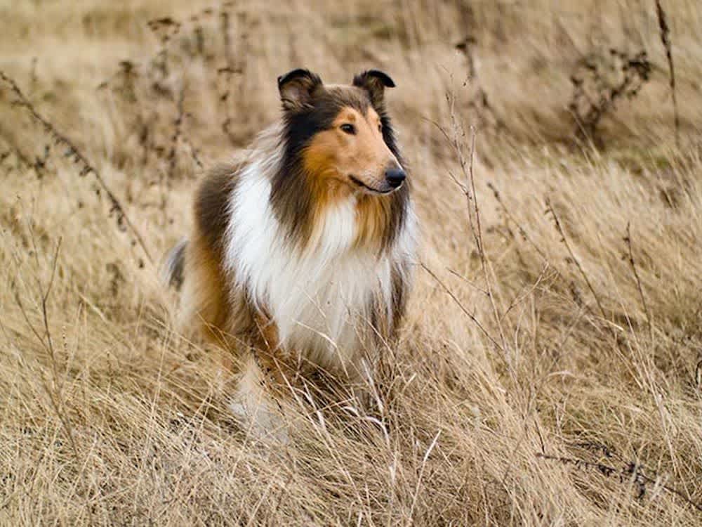 Collie