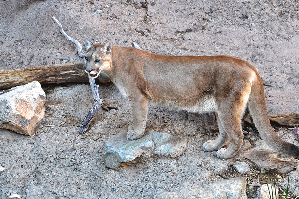 Mountain lion kills two small dogs in Prescott; residents warned to be vigilant