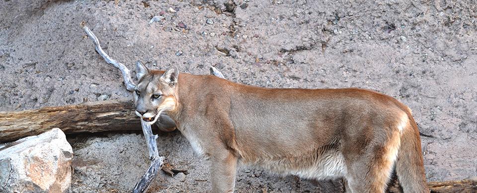 Mountain lion kills two small dogs in Prescott; residents warned to be vigilant