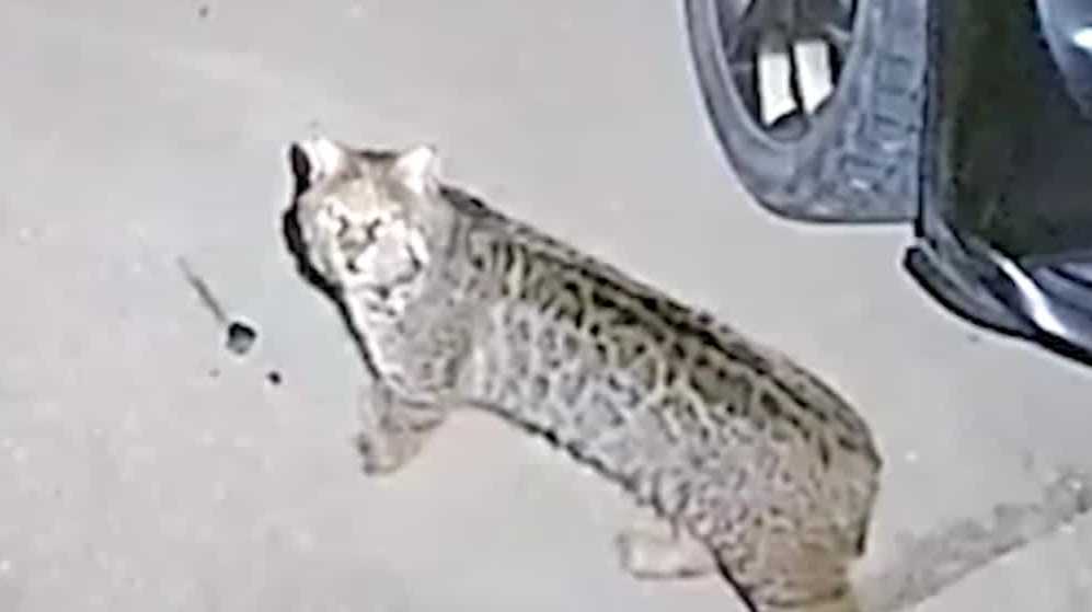 Iowa DNR warns about bobcat threatening pets and people